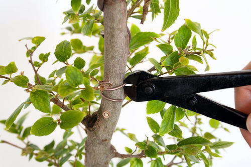 removing wire from a bonsai using the bonsai wire cutter