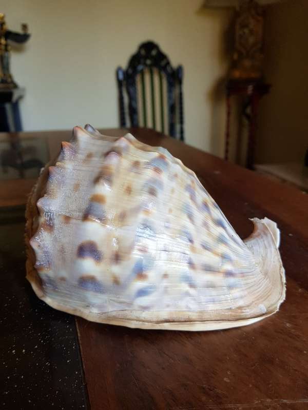 Absolutely Stunning Sea Shell.