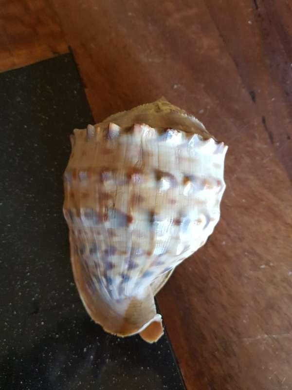 Absolutely Stunning Sea Shell.