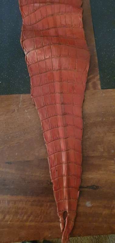 Authentic Crocodile Skin