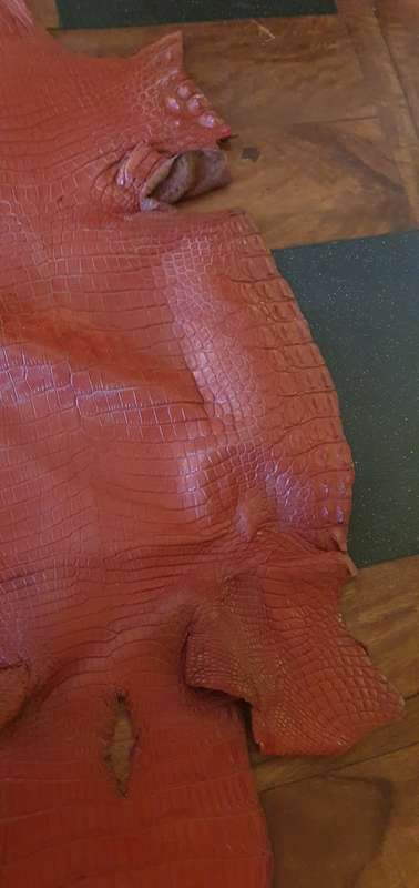 Authentic Crocodile Skin