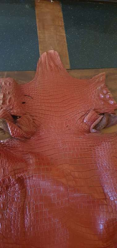 Authentic Crocodile Skin