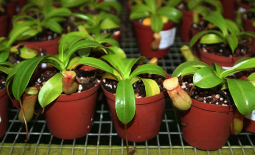 Nepenthes Alata Bi Flora