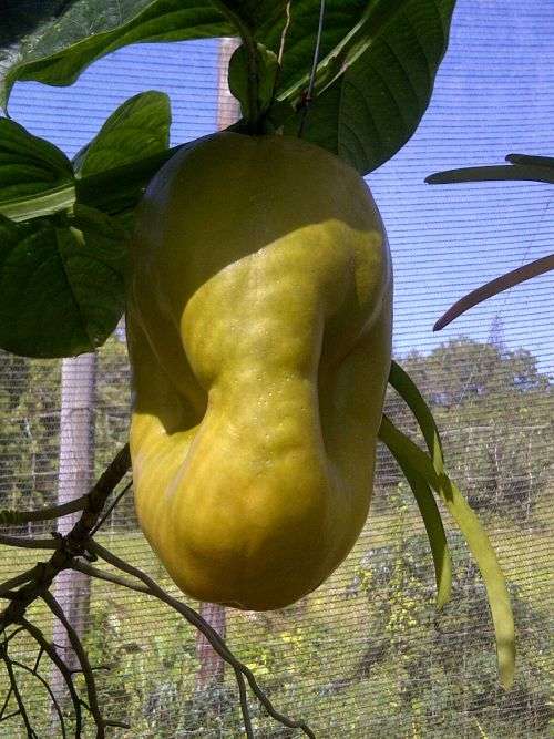 Giant Graniddilla Seeds Pasiflora quadrangularis