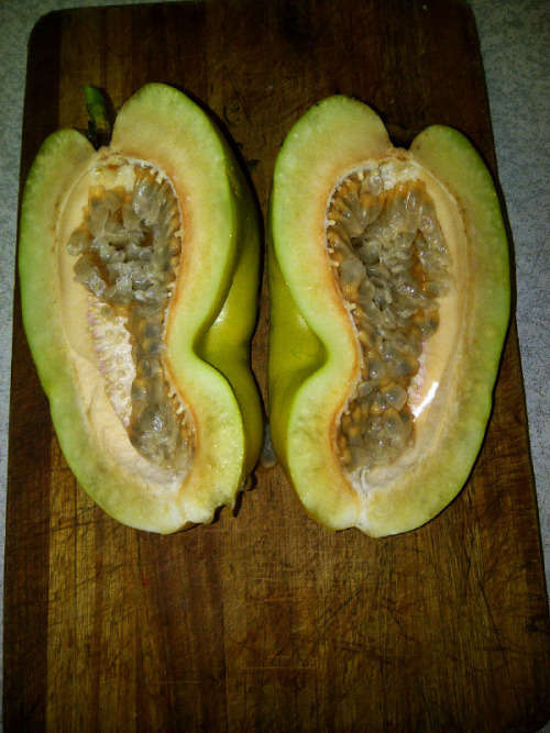 Giant Graniddilla Seeds Pasiflora quadrangularis