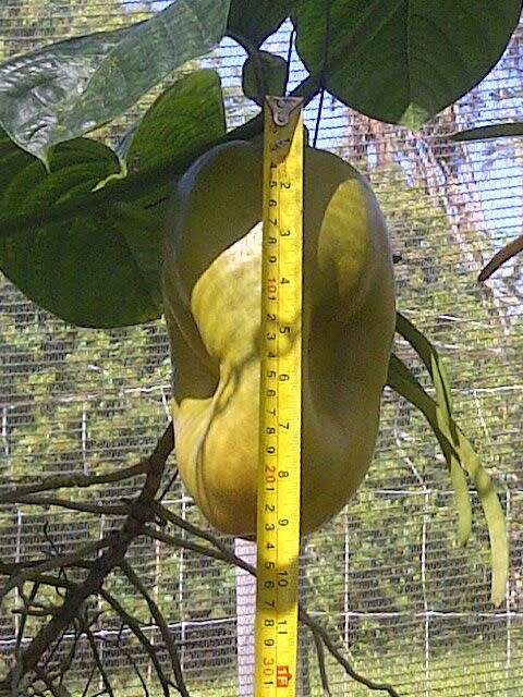 Giant Graniddilla Seeds Pasiflora quadrangularis