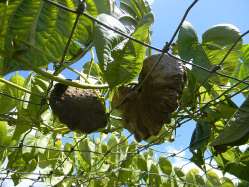 Dioscorea bulbifera, edible air potato (Chinese Air Potato)