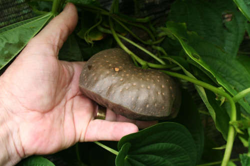 Dioscorea bulbifera, edible air potato (Chinese Air Potato)