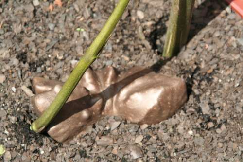 Dioscorea bulbifera, edible air potato (Chinese Air Potato)