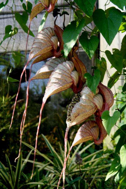 Aristolochia Grande