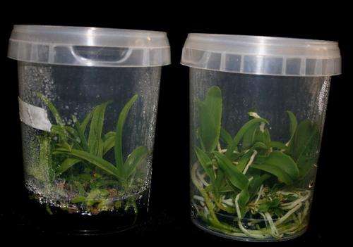 Orchid Seedling Flask