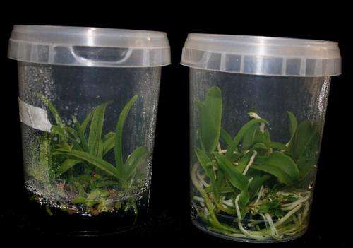 Flask of Encyclia cordigera x Slc Hsin Buu Orchid seedlings