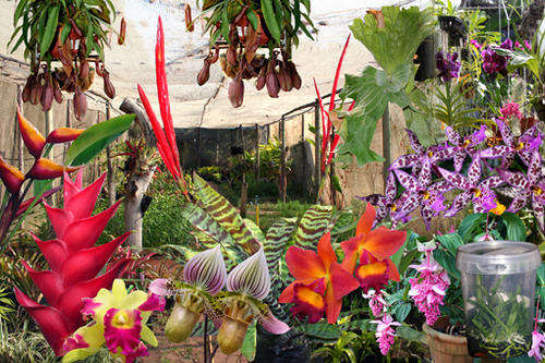 Assortment of 6 types of Tropical Seeds