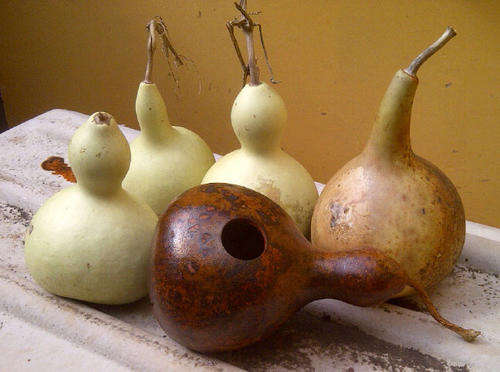 Bottle Gourd "Calabash"
