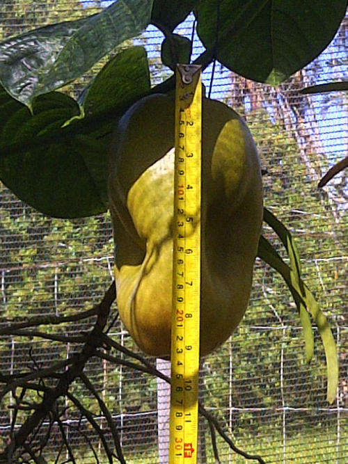 Giant Granidilla (Passiflora quadrangularis)