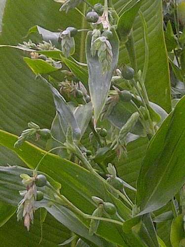 Zulu Teething Beads Seeds. Grow your own for making jewellery