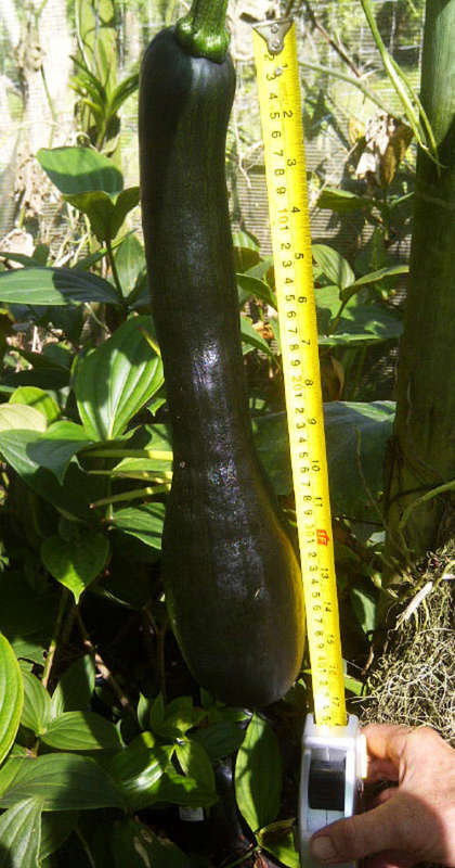 Cucumber Pumpkin