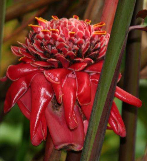 Red Torch Ginger (Etlingera elatior)