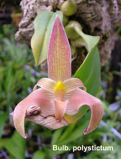 Flask of Bulbophyllum polystictum Orchid seedlings