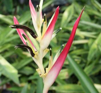 Heliconia psittacorum Strawberries and Cream 10 Fresh Seeds