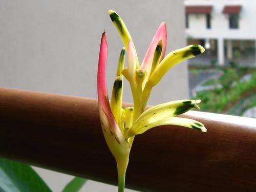 Heliconia psitacorum" Strawberry & Cream"