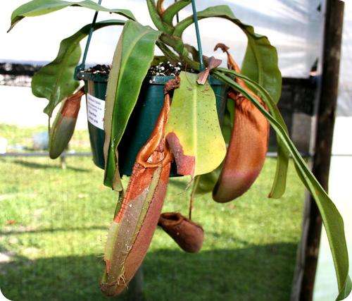 Nepenthes Vetchii  Pink Plant