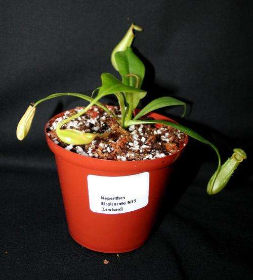 Nepenthes bicalcarata (Marudi)