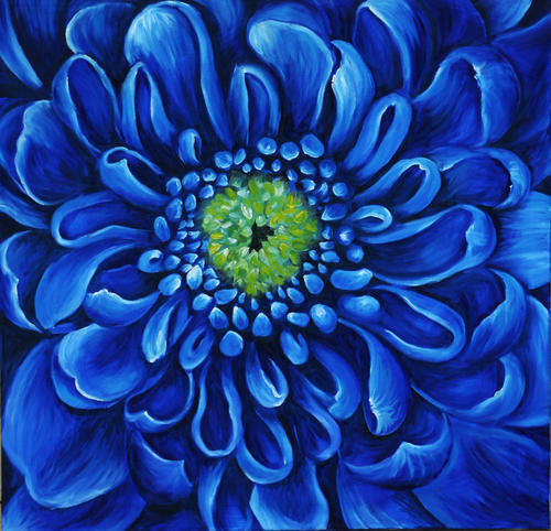BLUE CHRYSANTHEMUM!  Starting at R1!!! Relisted due to non payment!
