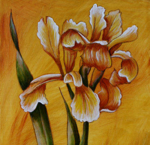 OCHRE IRISES! STARTING AT R1 ONLY!