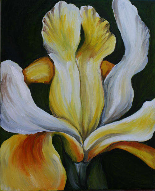 White Iris! Starting at R1 only!!!