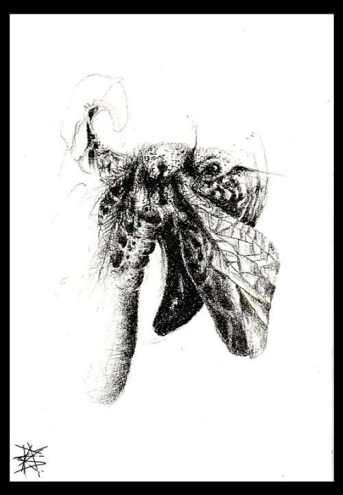 MOTHIOPIUM by SA Surrealist Ras Steyn - 2b and 4b Lead Pencil Drawing - Edition: 01 of 01 (Signed)
