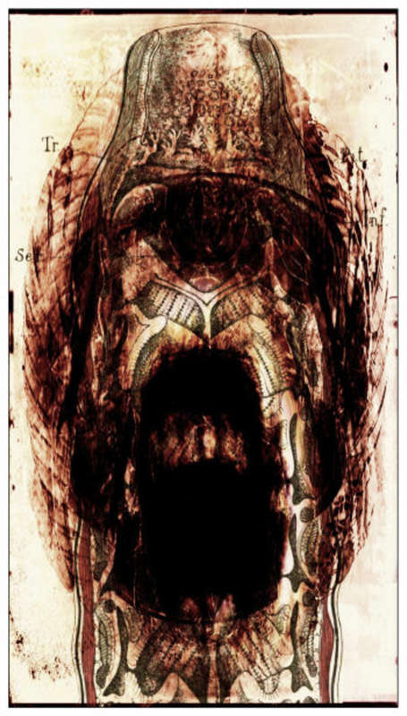 Bipolar Polaroids by SA Artist RAS STEYN : HR Gloss Quality Paper Triptych Print Series (Signed)