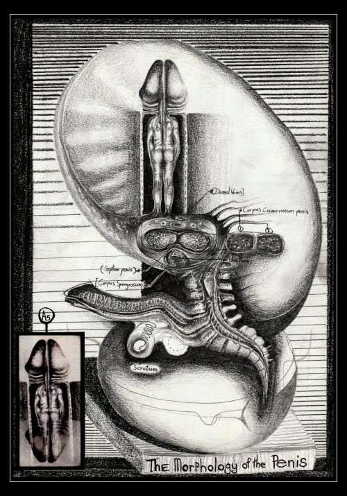 Original Drawing: `The Morphology of the Penis` by Controversial Artist and Prose Writer Ras Steyn