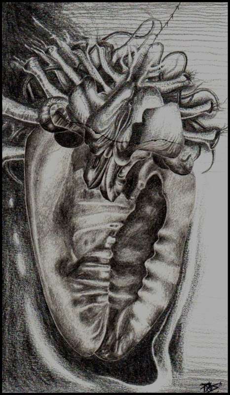 Original Lead Drawing `Miss Lucy Galore and Her Throbbing Seashell Heart` - 180mm X 250mm - Signed