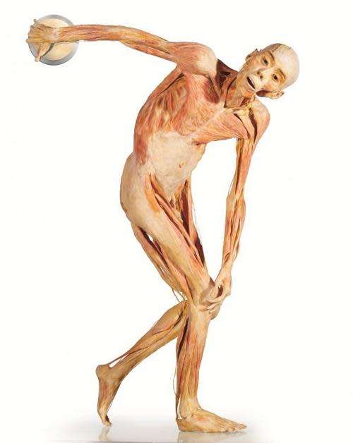 BODIES: The Exhibition - Large Softcover - SNOECK Publishers - 2006 - 64 Pages - GOOD SALE !!!!!