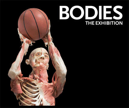 BODIES: The Exhibition - Large Softcover - SNOECK Publishers - 2006 - 64 Pages - GOOD SALE !!!!!
