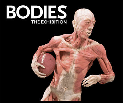BODIES: The Exhibition - Large Softcover - SNOECK Publishers - 2006 - 64 Pages - GOOD SALE !!!!!