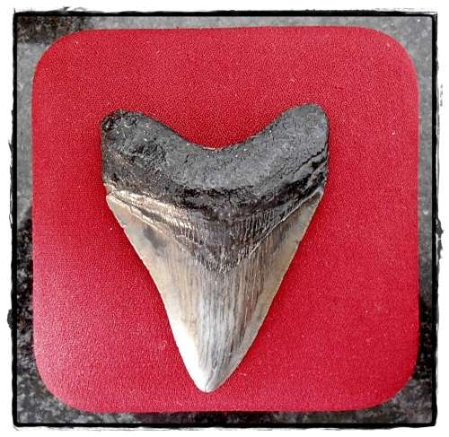 Large Megalodon Tooth - In Exquisite Top Grade Condition - Near Flawless Tonal Value - 70MM x 90MM