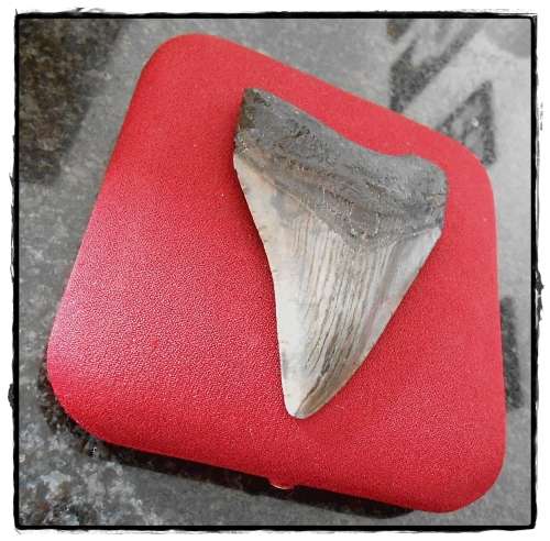 Large Megalodon Tooth - In Exquisite Top Grade Condition - Near Flawless Tonal Value - 70MM x 90MM