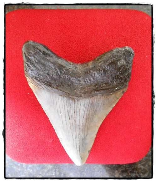 Large Megalodon Tooth - In Exquisite Top Grade Condition - Near Flawless Tonal Value - 70MM x 90MM