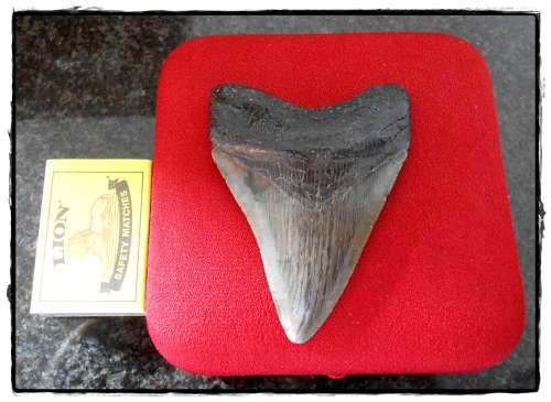 Large Megalodon Tooth - In Exquisite Top Grade Condition - Near Flawless Tonal Value - 70MM x 90MM