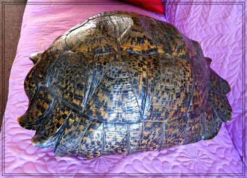 A Really Big Antique and Solid Natural Tortoise Shell - This was a Fantastic and Rare Find *****