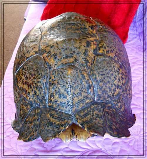 A Really Big Antique and Solid Natural Tortoise Shell - This was a Fantastic and Rare Find *****