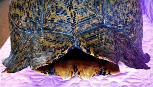 A Really Big Antique and Solid Natural Tortoise Shell - This was a Fantastic and Rare Find *****