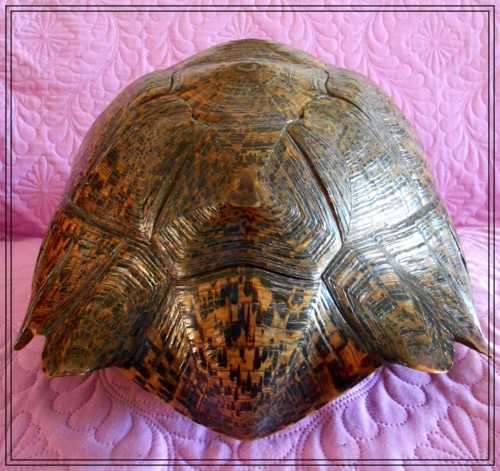 A Really Big Antique and Solid Natural Tortoise Shell - This was a Fantastic and Rare Find *****
