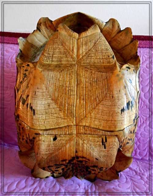 A Really Big Antique and Solid Natural Tortoise Shell - This was a Fantastic and Rare Find *****