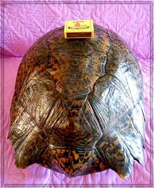A Really Big Antique and Solid Natural Tortoise Shell - This was a Fantastic and Rare Find *****
