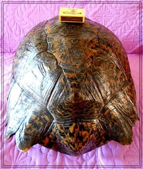 A Really Big Antique and Solid Natural Tortoise Shell - This was a Fantastic and Rare Find *****