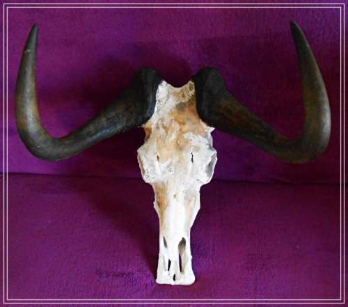 Large Black Wildebeest Horns with Skull - In Excellent Condition - WILD DECOR PIECE *****