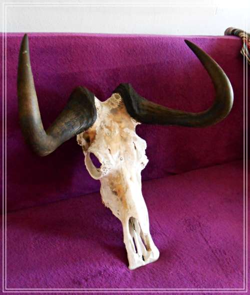 Large Black Wildebeest Horns with Skull - In Excellent Condition - WILD DECOR PIECE *****